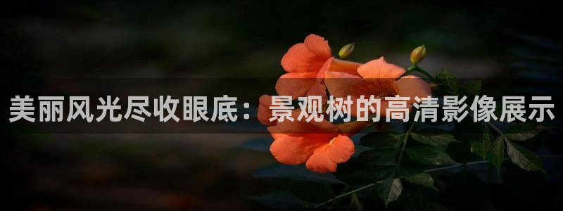 卧龙娱乐代理