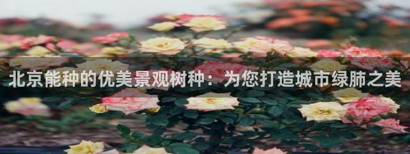 卧龙娱乐主管是谁呀
