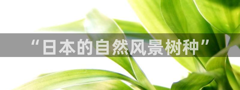 星鸿娱乐 0 47卧龙：“日本的自然风景树种”