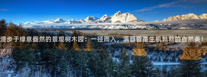 卧龙凤雏娱乐收入：漫步于绿意盎然的景观树木园：一径而入，满目皆是生机勃勃的自然美！