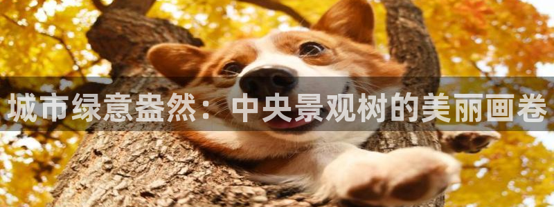 卧龙娱乐在线直播：城市绿意盎然：中央景观树的美丽画卷