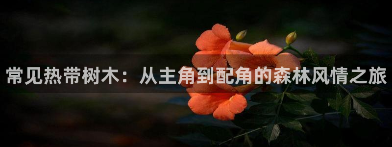 卧龙娱乐招商代理电话：常见热带树木：从主角到配角的森林风情之旅