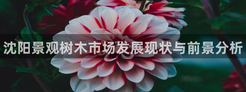 卧龙公园的娱乐项目