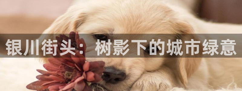 观海卧龙娱乐