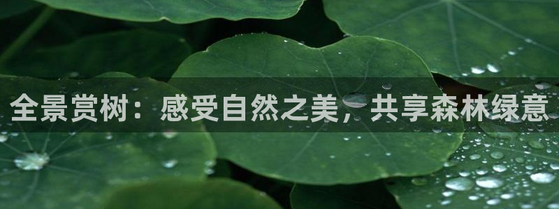 卧龙娱乐招商主管招聘：全景赏树：感受自然之美，共享森林绿意
