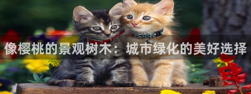 卧龙区休闲娱乐